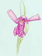 Image of Lapland Marsh Orchid