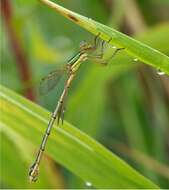 Image of Migrant Spreadwing