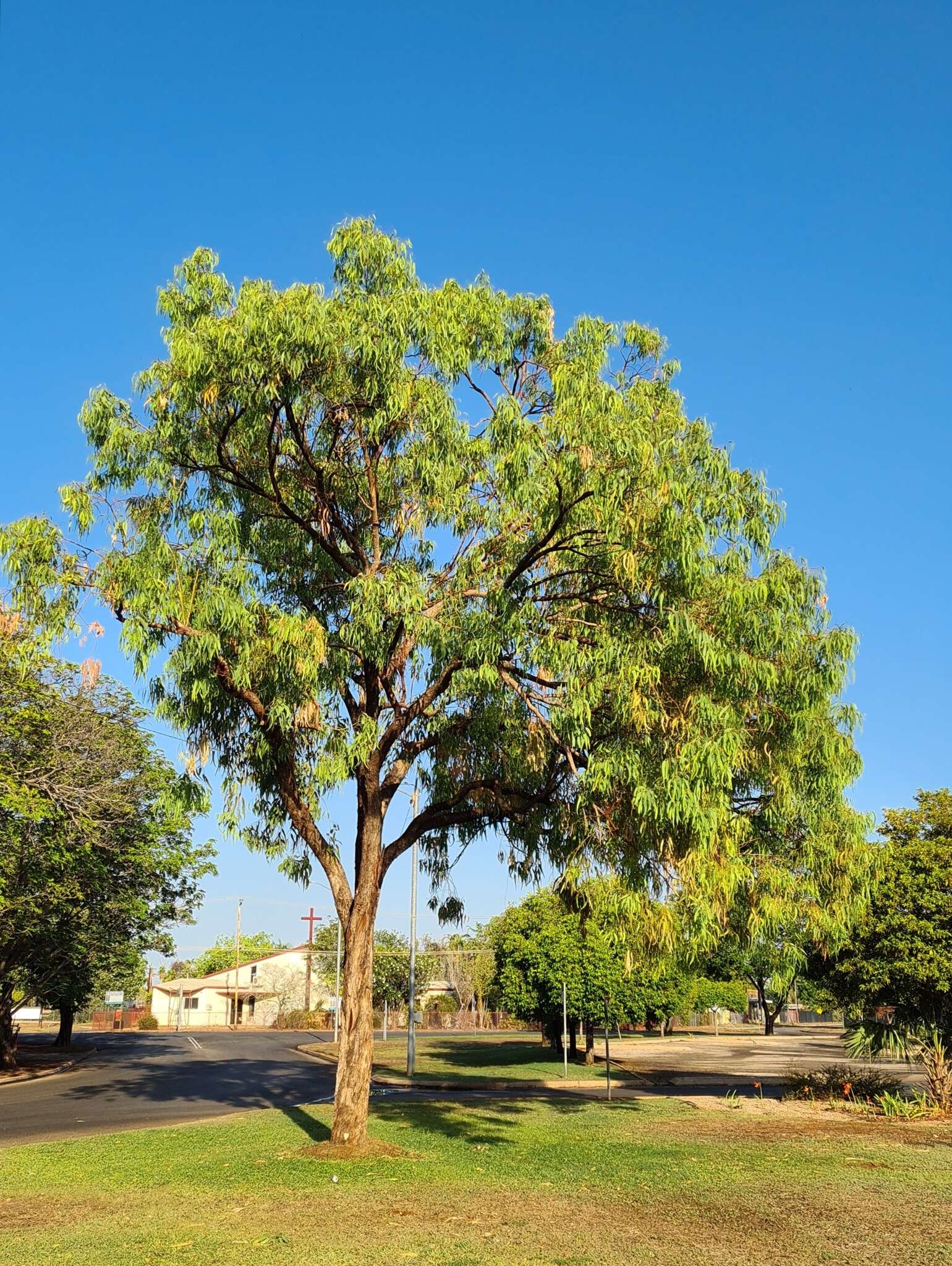 Image of Eucalyptus patellaris F. Müll.