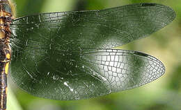 Image of Yellow-spotted Emerald