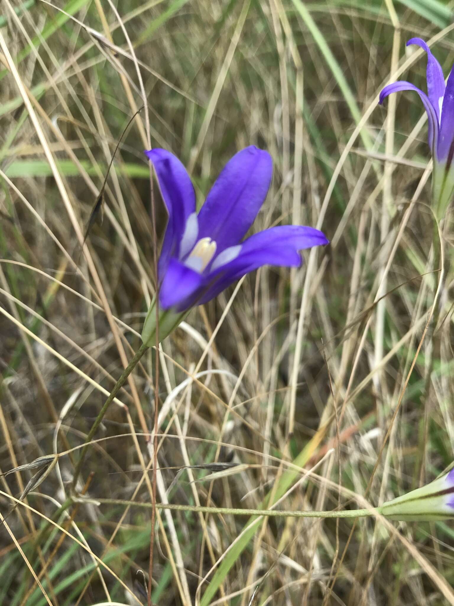 Sivun Brodiaea elegans subsp. hooveri Niehaus kuva