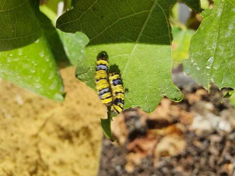 Image of Western Grapeleaf Skeletonizer