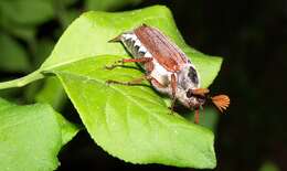 Image of Common cockchafer