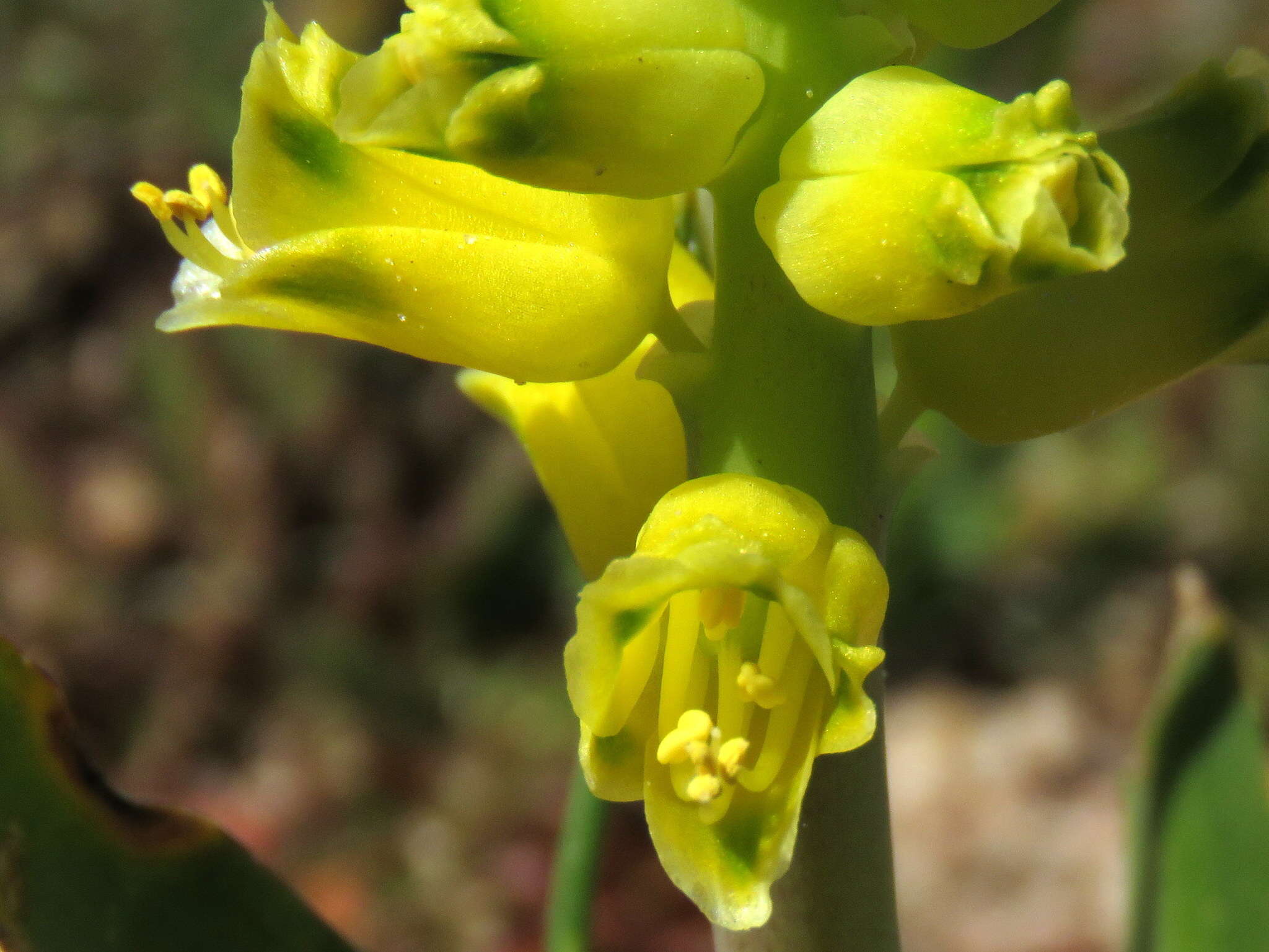 Image of Lachenalia mathewsii W. F. Barker