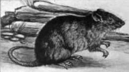 Image of Oryzomys albiventer