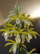 Image of Swamp orchid