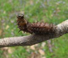 Image of Pearl Crescent