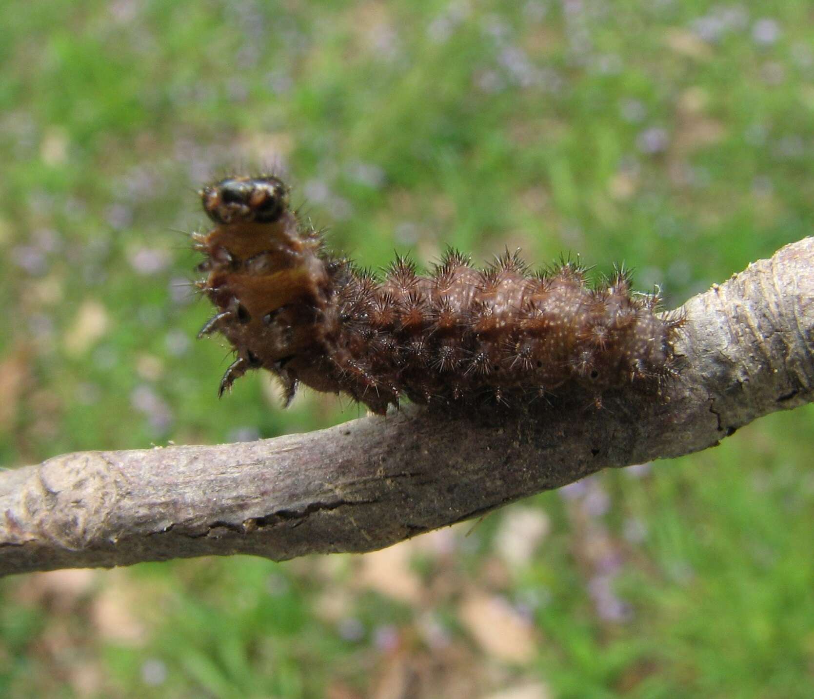 Image of Pearl Crescent