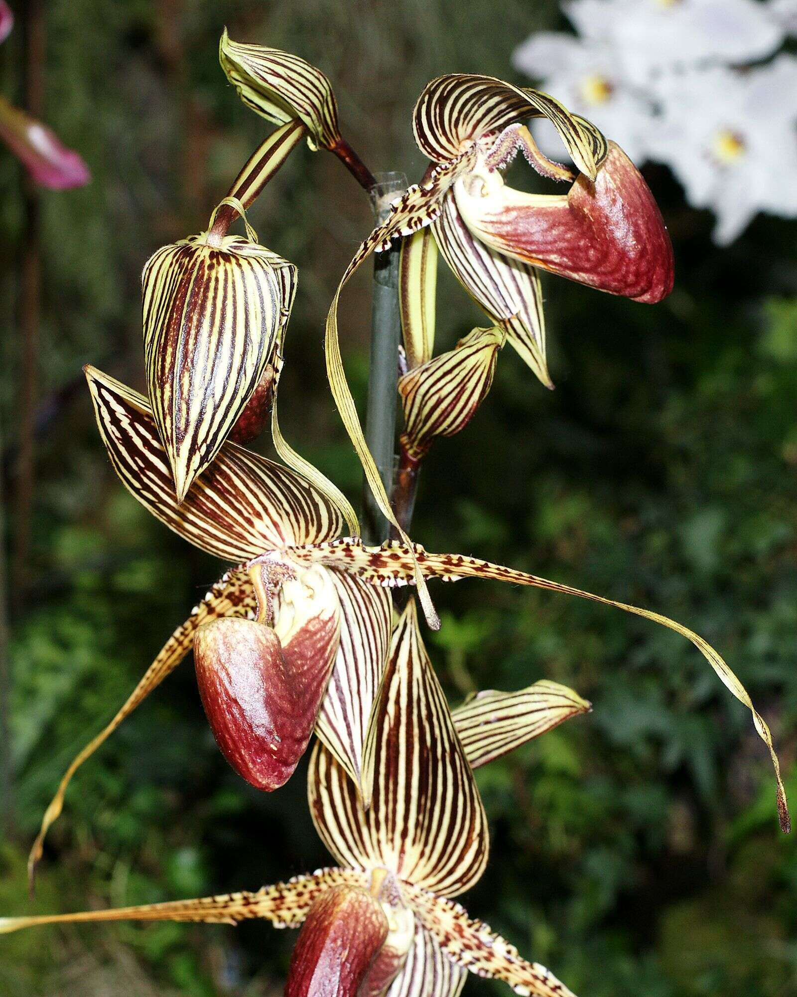 Image de Paphiopedilum rothschildianum (Rchb. fil.) Stein