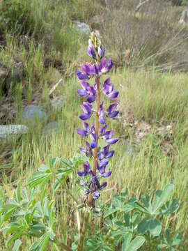 Image of hollowleaf annual lupine