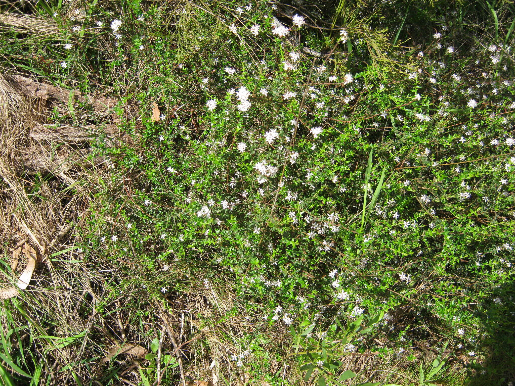 Image of Leionema hillebrandii (J. H. Willis) Paul G. Wilson