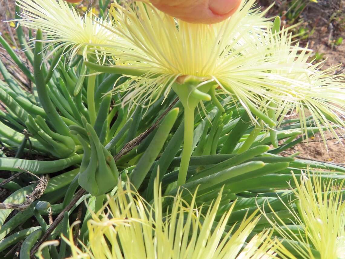 Image of Conicosia elongata (Haw.) Schwant.