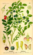 Image of lingonberry