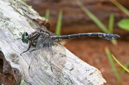 Image of Gomphurus dilatatus (Rambur 1842)