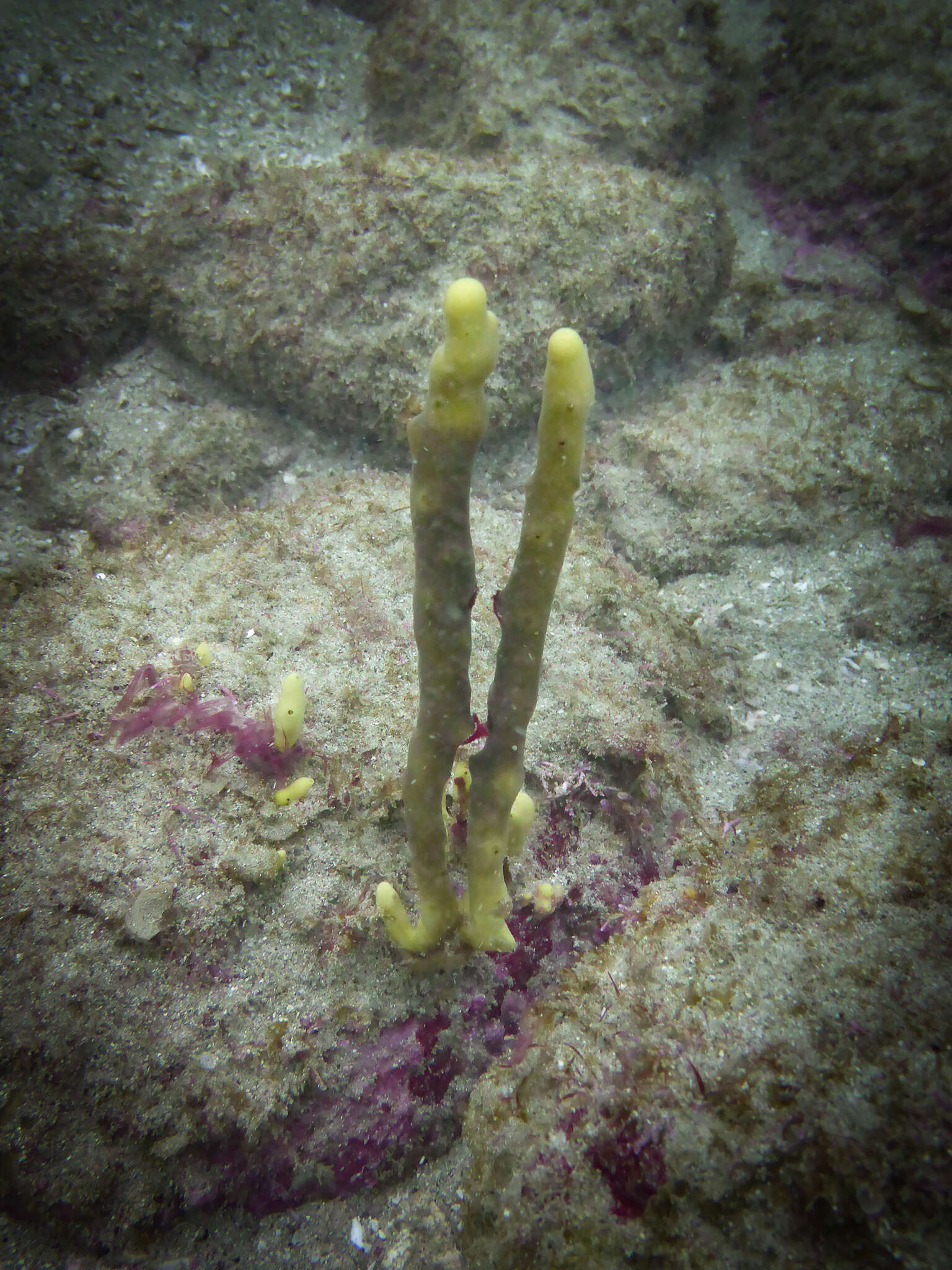 Image of Aplysina chiriquiensis Díaz, van Soest, Rützler & Guzman 2005