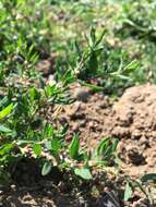 Polygonum arenastrum Boreau resmi