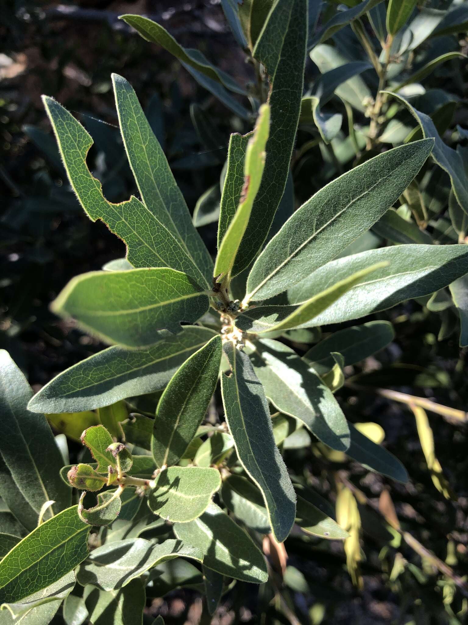 Sivun Euclea natalensis subsp. angustifolia F. White kuva