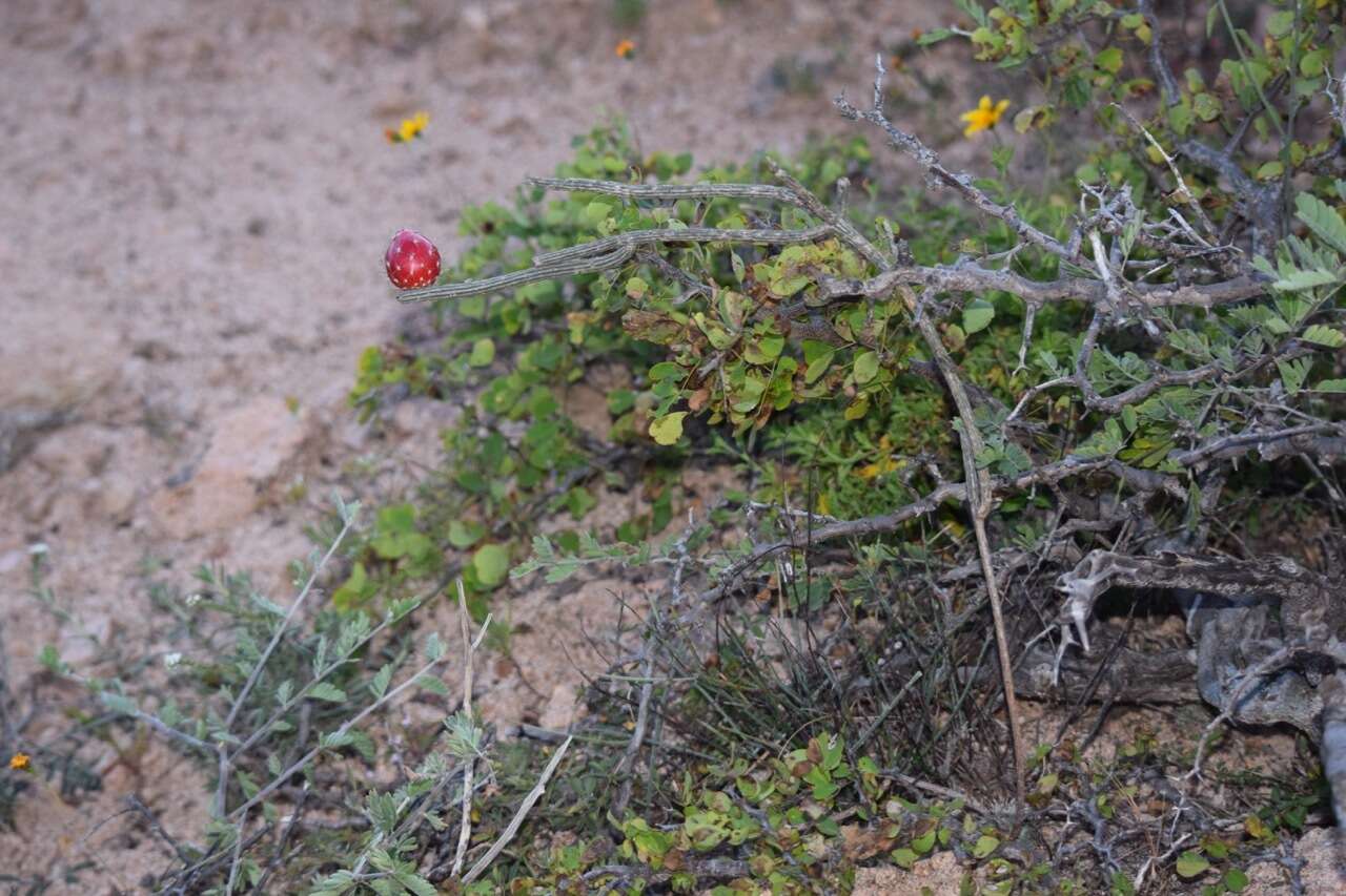 Image de Peniocereus striatus (Brandegee) Buxb.