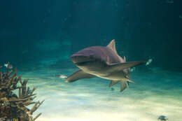 Image of Sharptooth Lemon Shark