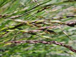 Image of Festuca varia Haenke