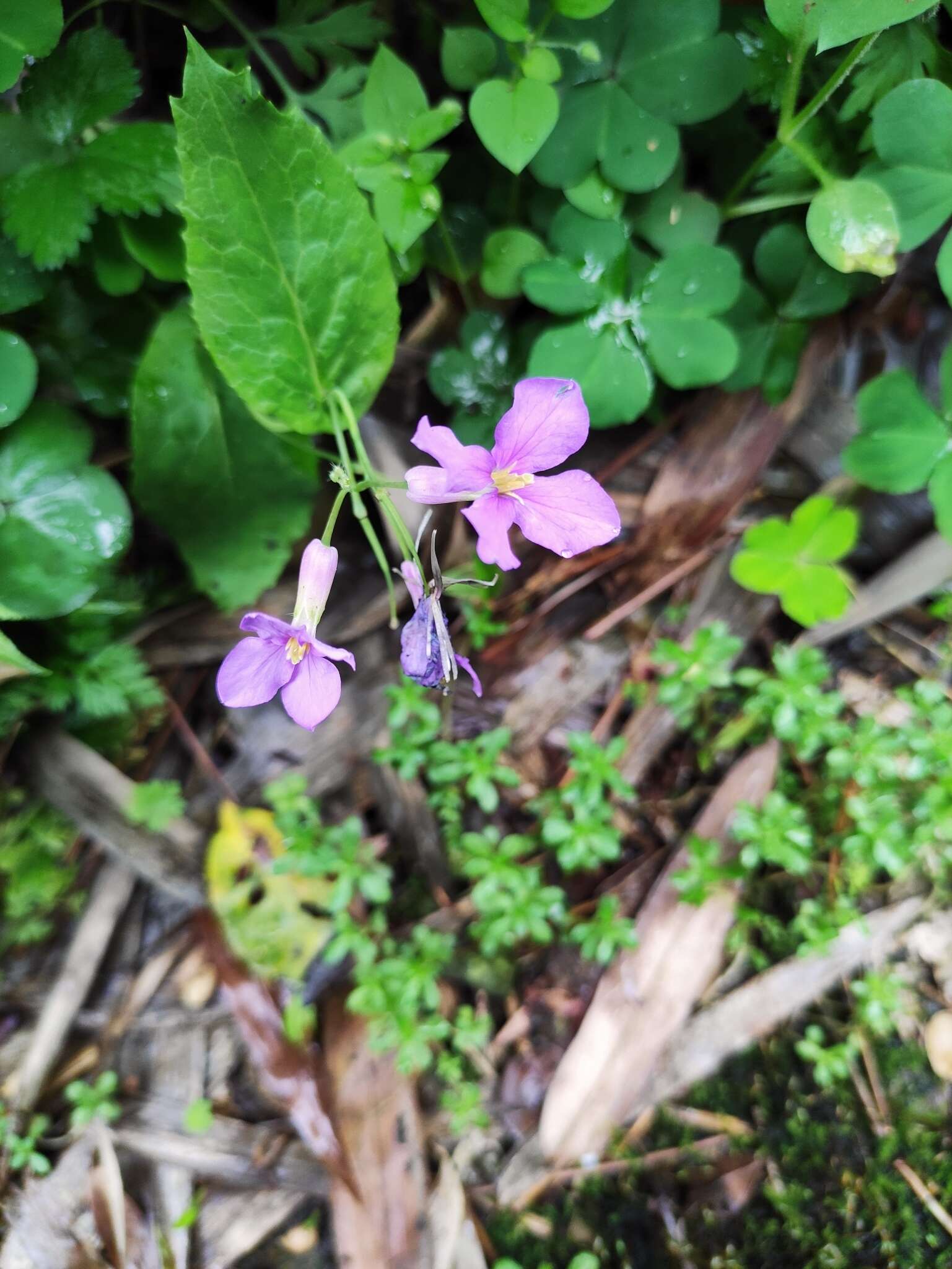 Imagem de Orychophragmus violaceus (L.) O. E. Schulz