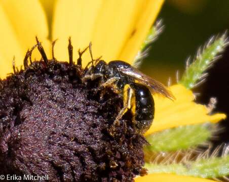 Image of Rugose-chested Sweat Bee
