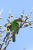 Image of Necklaced Barbet