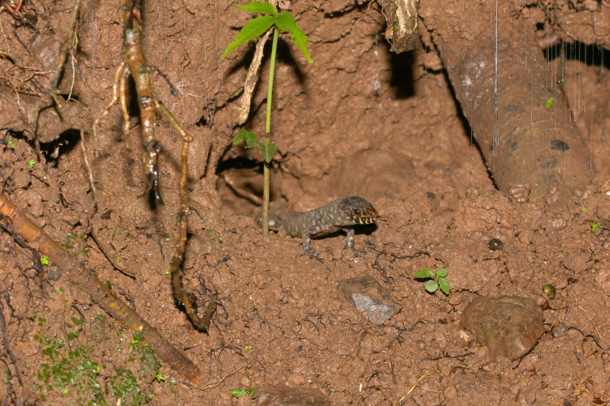 Image of Costa Rican Tropical Night Lizard