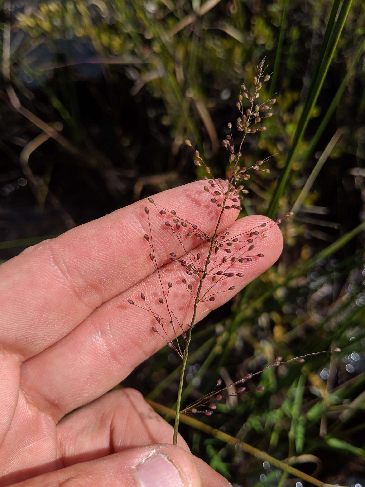 Panicum acuminatum var. densiflorum (E. L. Rand & Redfield) Lelong的圖片