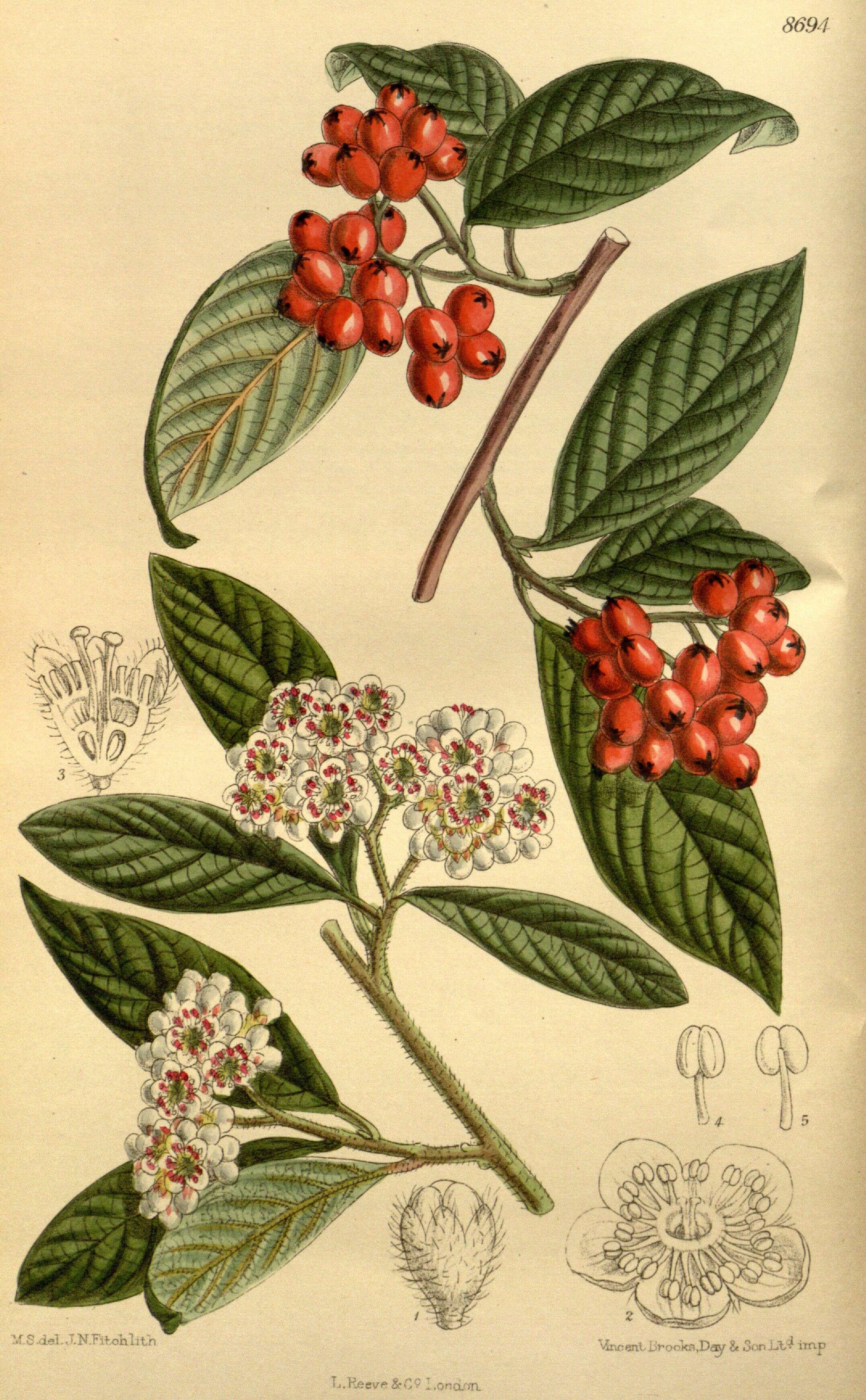 Image of cotoneaster