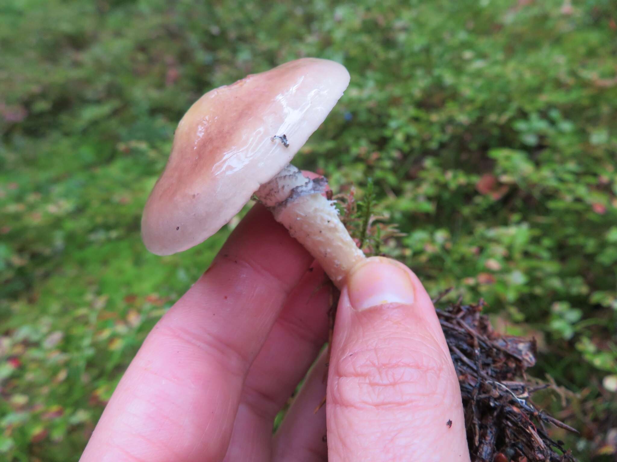 Imagem de Stropharia hornemannii (Fr.) S. Lundell & Nannf. 1934