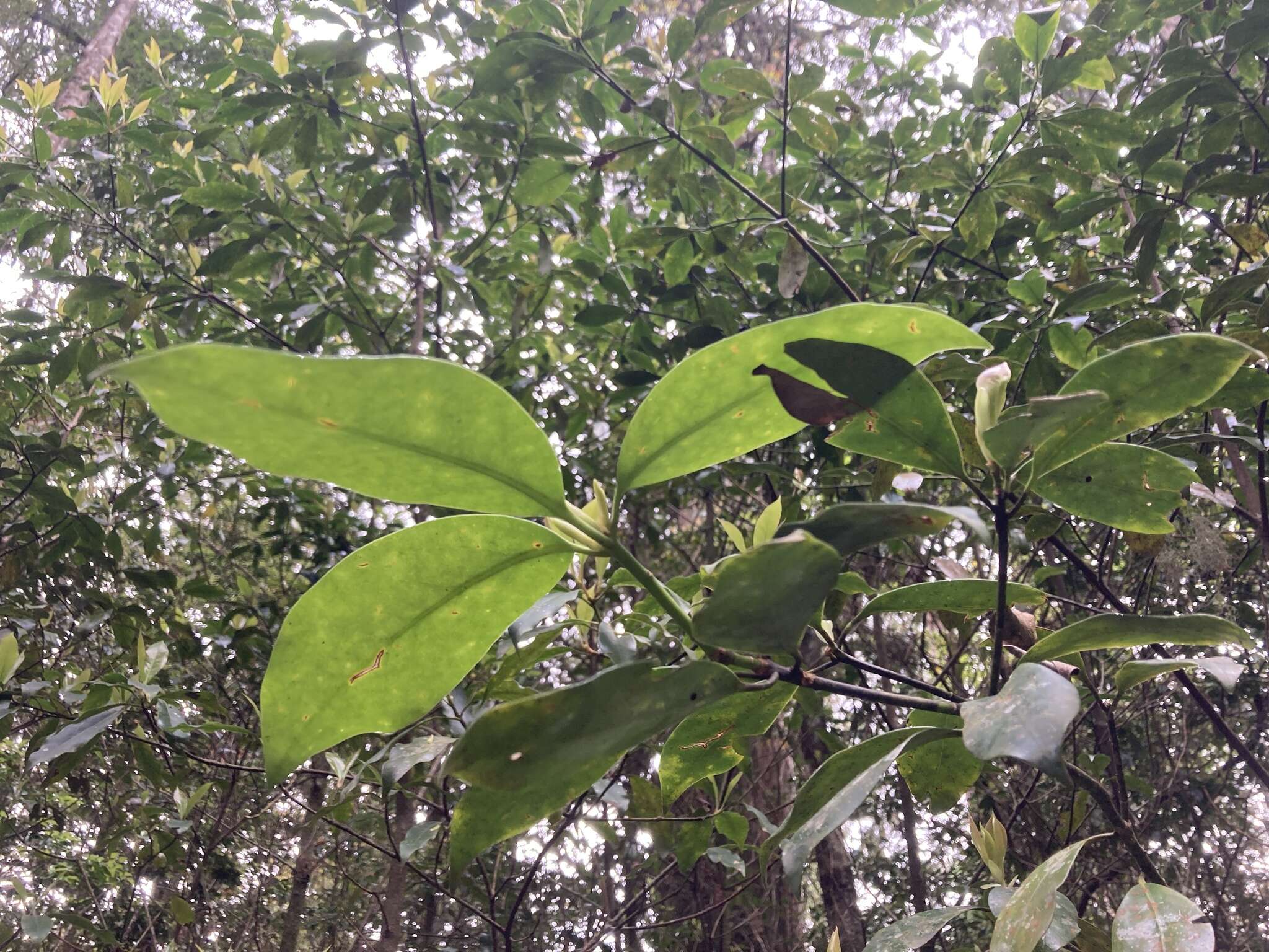 Слика од Illicium anisatum L.