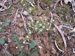 Plancia ëd Hyalosperma demissum (A. Gray) P. G. Wilson