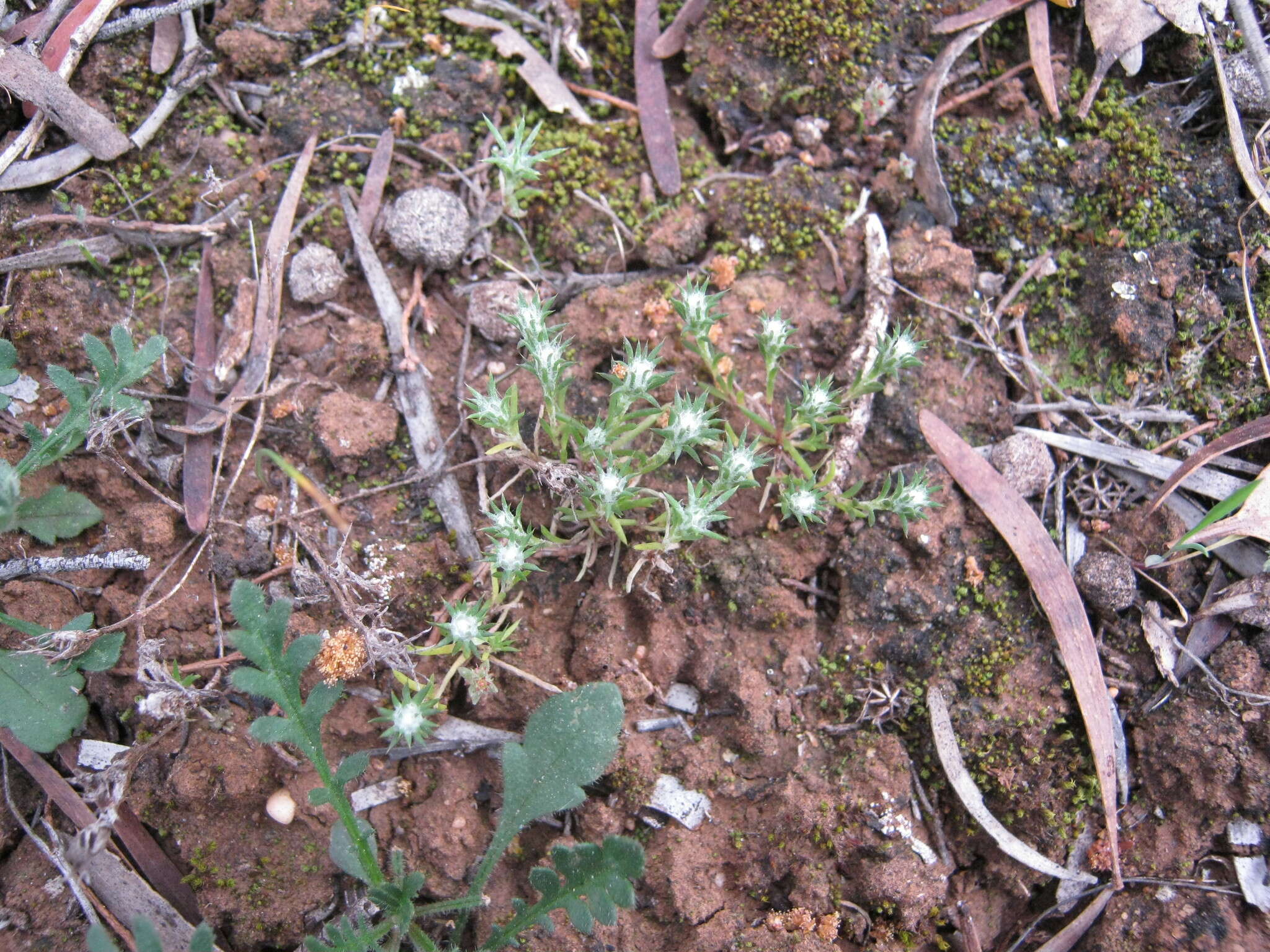 Plancia ëd Hyalosperma demissum (A. Gray) P. G. Wilson