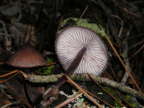 Image of Mycena haematopus (Pers.) P. Kumm. 1871