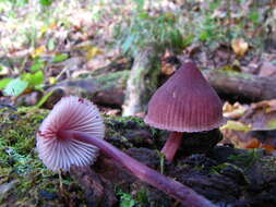 Image of Mycena haematopus (Pers.) P. Kumm. 1871