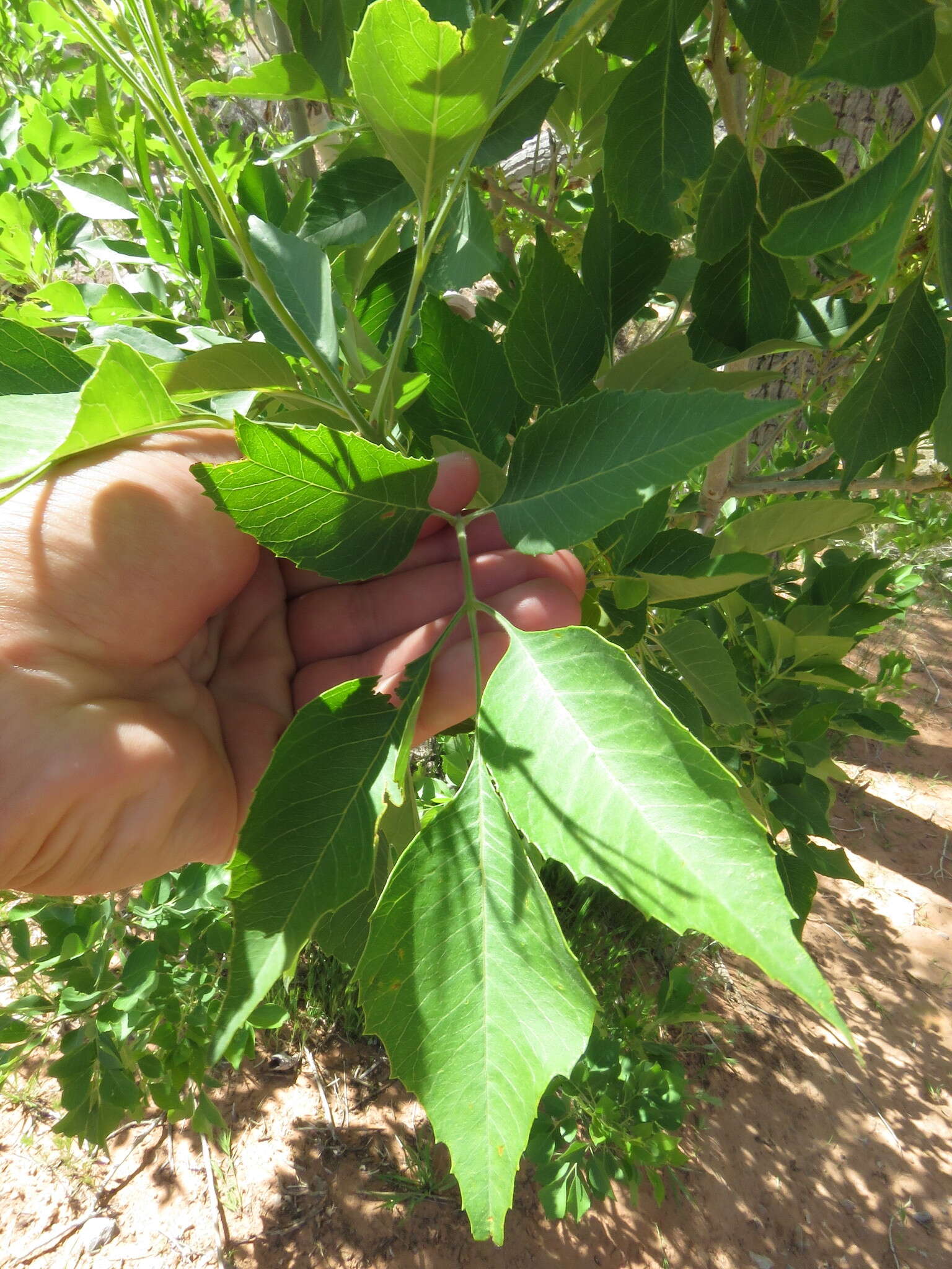 Imagem de Fraxinus velutina Torr.