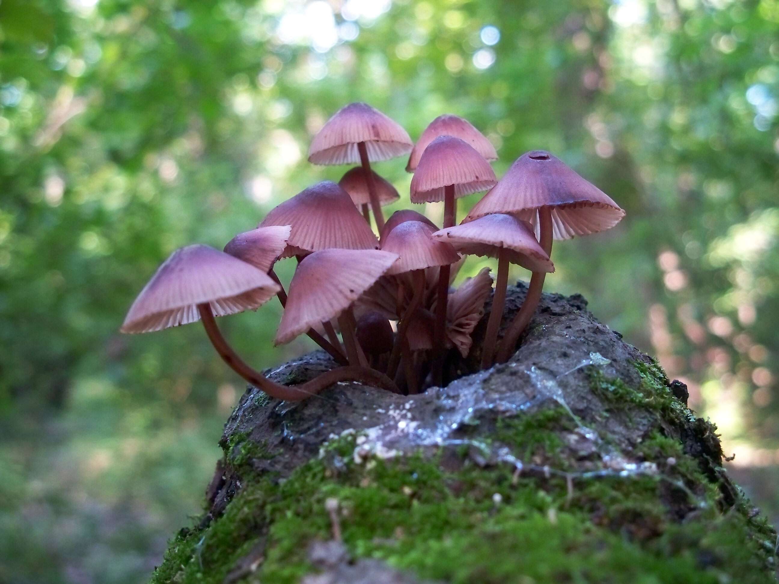 Image of Mycena haematopus (Pers.) P. Kumm. 1871