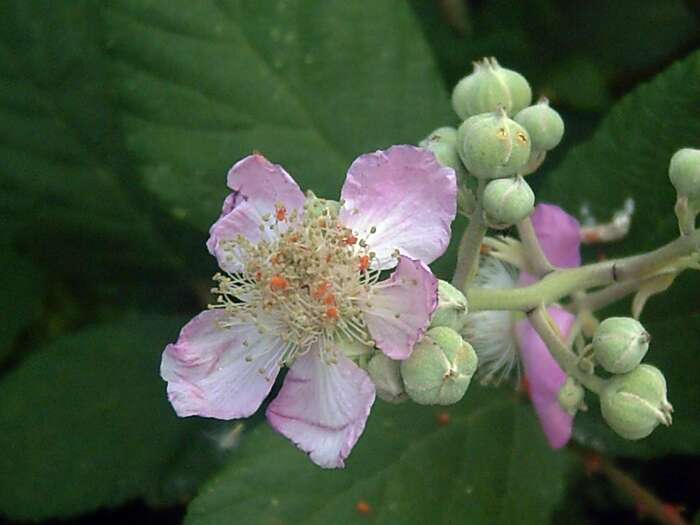 Image of elmleaf blackberry