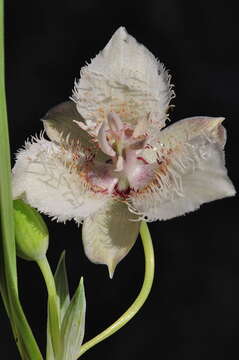 صورة Calochortus westonii Eastw.