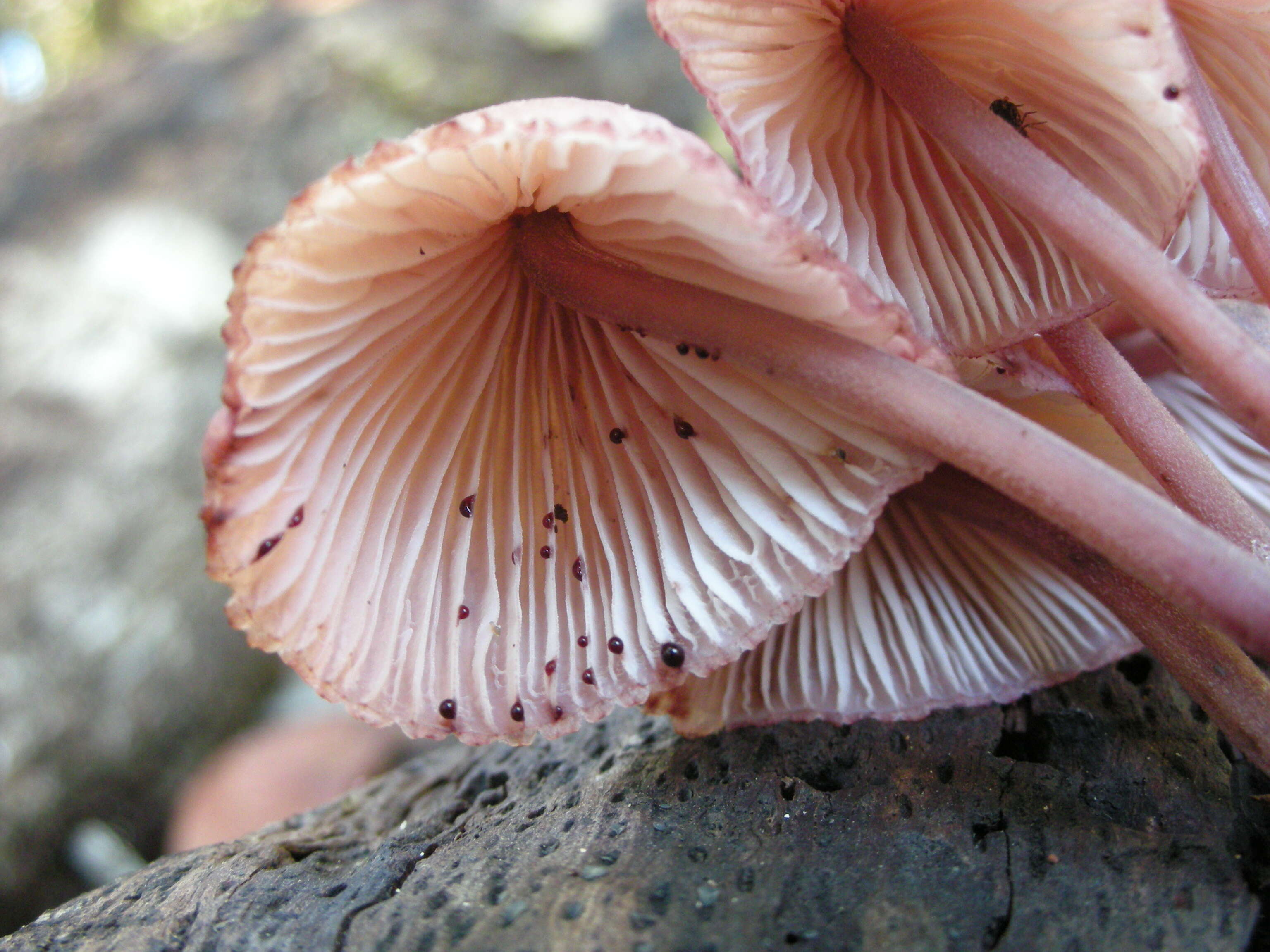 Image of Mycena haematopus (Pers.) P. Kumm. 1871