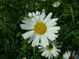 Image of Oxeye Daisy