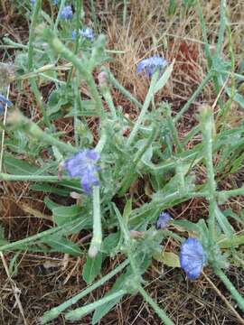 Image of cultivated endive