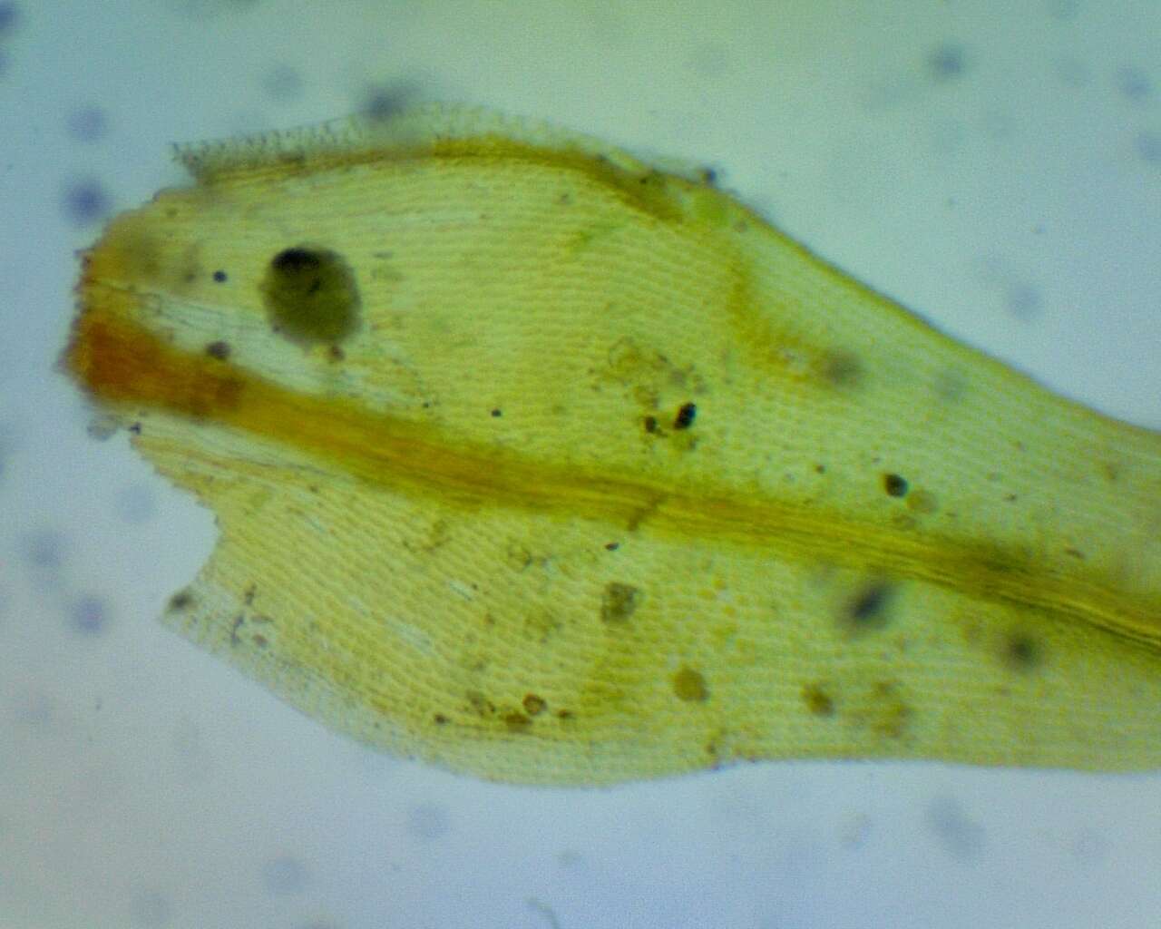 Image of <i>Ulota crispula</i>