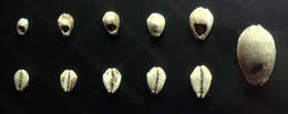 Image of cowry