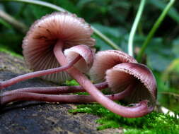 Image of Mycena haematopus (Pers.) P. Kumm. 1871