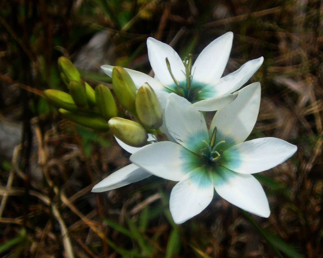 Image of white-and-yellow-flower cornlily