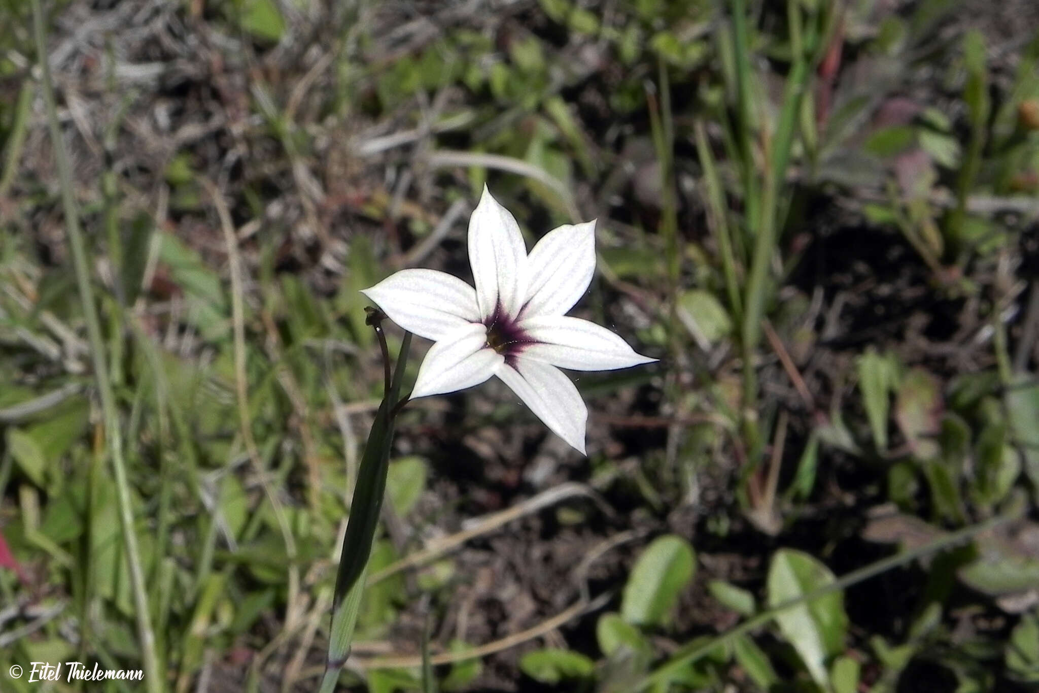 Image of swordleaf blue-eyed grass