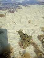 Image of Black-tailed sea hare