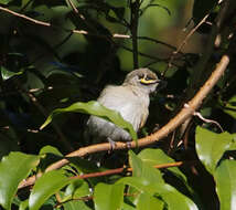 Image of Caligavis Honeyeaters